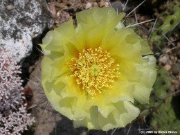 Opuntia phaecantha 